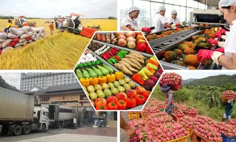 Xuất khẩu “không cho hết trứng vào một giỏ” ứng phó rủi ro thuế quan