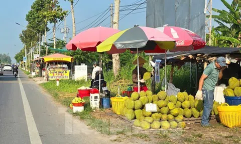 Sầu riêng ‘rẻ như bèo’ bán đầy đường