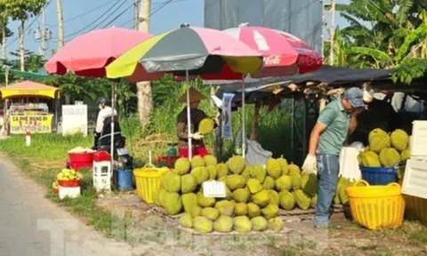 Cám cảnh 'trái cây vua': Tiểu thương thờ ơ, người trồng mỏi mòn chờ khách