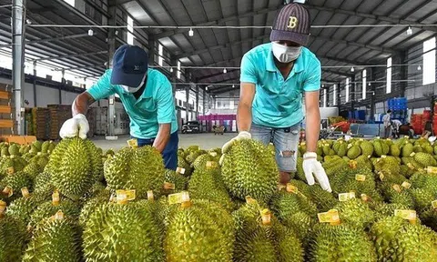 Sự thật việc sầu riêng Việt Nam mất ‘ngôi vương’