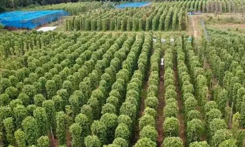 Mỹ bất ngờ săn lùng một 'mỏ vàng' đắt đỏ của Việt Nam: Nước ta xuất khẩu bằng cả thế giới cộng lại, thu về nửa tỷ USD kể từ đầu năm