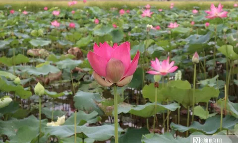 Tháng Năm về, ngắm hoa sen bình dị ở quê Bác