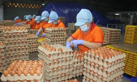 Đề nghị xác minh, xử lý nghiêm việc bịa đặt về trứng gà giả khiến người nông dân điêu đứng