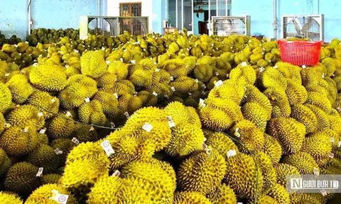 Vì sao doanh nghiệp khẳng định không nhúng thuốc vẫn phát hiện chất vàng ô trong sầu riêng?