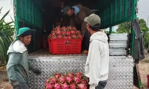 Thanh long Bình Thuận rớt giá sâu đầu vụ, nhà vườn lao đao