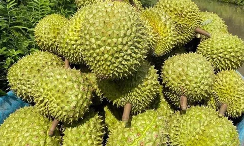 Thủ tướng yêu cầu thống nhất quy trình, “mở đường” cho sầu riêng Việt sang Trung Quốc