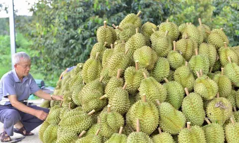 Kết quả kiểm tra chất cấm trong sầu riêng Lâm Đồng