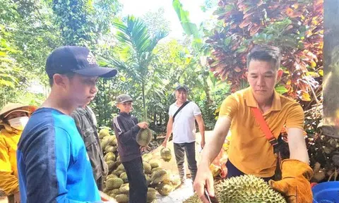 Sầu riêng nhiễm chất cấm sắp 'hết cửa' ở Đắk Lắk