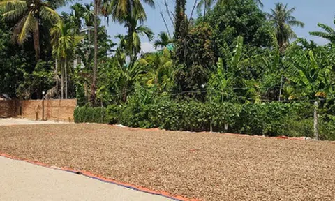 'Hạt vàng' từ Campuchia tràn về Việt Nam: Thuế suất 0% tiếp sức cho ngành xuất khẩu tỷ đô