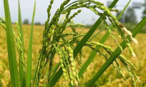 Xây dựng kế hoạch chuyển đổi hệ thống lương thực thực phẩm ở Việt Nam
