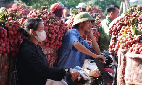 Sáng mùng 1 âm lịch, người dân Bắc Giang bàng hoàng vì giá vải bỗng dưng giảm mạnh, chỉ còn 3.000 đồng/kg