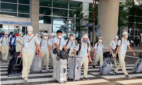 Loại 2 doanh nghiệp khỏi chương trình đưa lao động sang Australia làm nông nghiệp