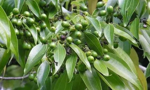 Việt Nam sở hữu hơn 180.000 ha 'sản vật' quý hiếm của thế giới, thu về 123 triệu USD kể từ đầu năm