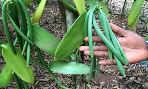 Loại quả đắt đỏ bậc nhất thế giới, từng có giá 15 triệu đồng/kg, ở Việt Nam có người trồng thành công