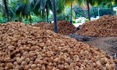 Không phải sầu riêng, một báu vật triệu đô của Việt Nam khiến Trung Quốc, Mỹ mê mẩn: diện tích trồng 200.000 ha, giá xuất khẩu tăng gấp 6 lần