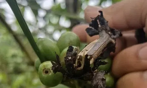 Cà phê rụng quả sau bón phân NPK, Lâm Đồng đề nghị tạm ngưng tiêu thụ 150 tấn phân bón