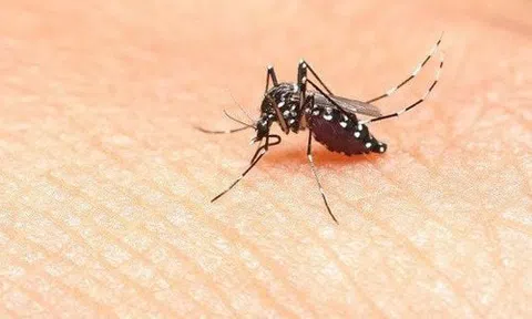 Dịch sốt xuất huyết 'vào mùa' cao điểm