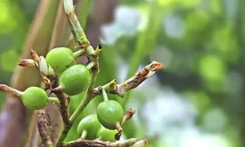 Việt Nam sở hữu 1 loại quả hiếm đắt thứ 3 thế giới: Thu về hơn 15 triệu USD trong nửa đầu năm, trên 3 năm mới có thể thu hoạch