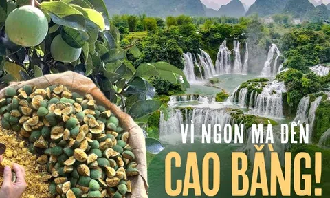 Thức quà mùa hè từ núi rừng chỉ có thể thưởng thức khi đến Cao Bằng