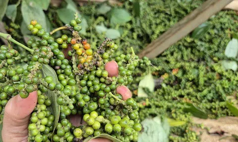 Giá tiêu giảm mạnh, tiêu Đắk Lắk vẫn cao nhất