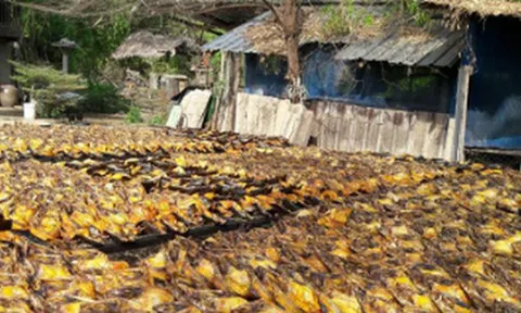 Một 'mỏ vàng' của Việt Nam được Trung Quốc, Mỹ đua nhau mua hàng: Chiếm 90% nguồn cung toàn cầu, cả thế giới nuôi nhưng chỉ nước ta tạo ra ngành công nghiệp