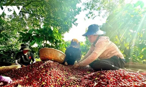 Cần cơ chế tháo gỡ cho các doanh nghiệp nông lâm ở các địa bàn khó khăn