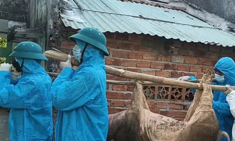 Quảng Ngãi chỉ đạo xử lý nghiêm các trường hợp giấu dịch tả lợn châu Phi
