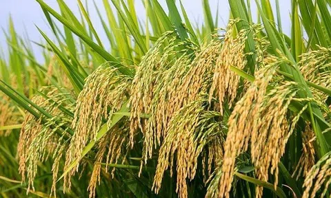 Nhiều tiến bộ trong cây trồng chỉnh sửa gen trên thế giới