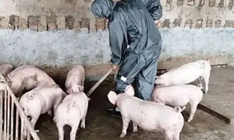 Ngăn dịch tái bùng phát, không để giá thịt lợn tăng đột biến