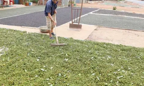 Mỹ liên tục săn lùng một 'báu vật' nông sản của Việt Nam: Nước ta xuất khẩu vượt xa cả thế giới, thu về gần nửa tỷ USD kể từ đầu năm