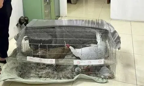 Vụ lĩnh 6 năm tù vì bán gà lôi trắng: Bị cáo Thái Khắc Thành được cho tại ngoại, cấm đi khỏi nơi trú