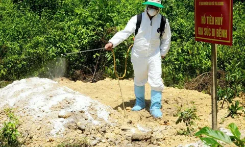 Miền Trung: Triển khai quyết liệt, đồng bộ giải pháp phòng, chống dịch tả lợn châu Phi