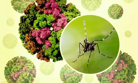 Việt Nam chưa ghi nhận ca mắc Chikungunya