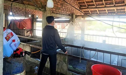 Gia Lai: Dịch tả lợn châu Phi dần được kiểm soát, sức mua thịt lợn tăng trở lại