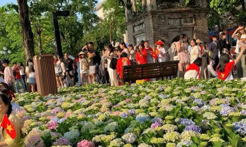 “Biển” cẩm tú cầu giữa lòng Hà Nội hút khách check-in dịp Quốc khánh 2/9