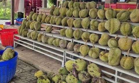 Giá sầu riêng tăng nóng, vì sao nông dân vẫn than khó xuất khẩu?