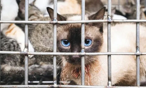 Hà Nội tăng cường phòng bệnh dại và hỗ trợ chuyển đổi hoạt động buôn bán thịt chó mèo