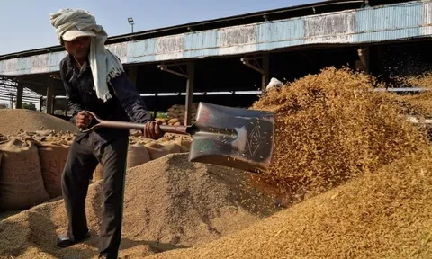 Giá gạo sắp thêm áp lực: Vựa lúa của thế giới vừa thu hoạch kỷ lục 146 triệu tấn, nhắm đến 26 thị trường tiềm năng bao gồm cả Việt Nam