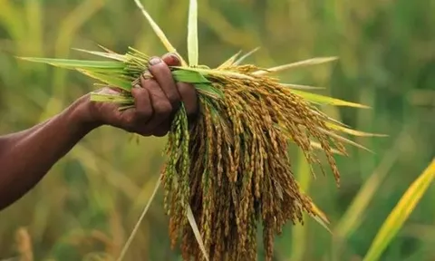 Buồn của quốc gia là vựa lúa lớn thứ 4 thế giới: Xuất khẩu gạo giảm gần 1 nửa trong 1 quý, đối thủ Ấn Độ gây áp lực với thuế suất 0%
